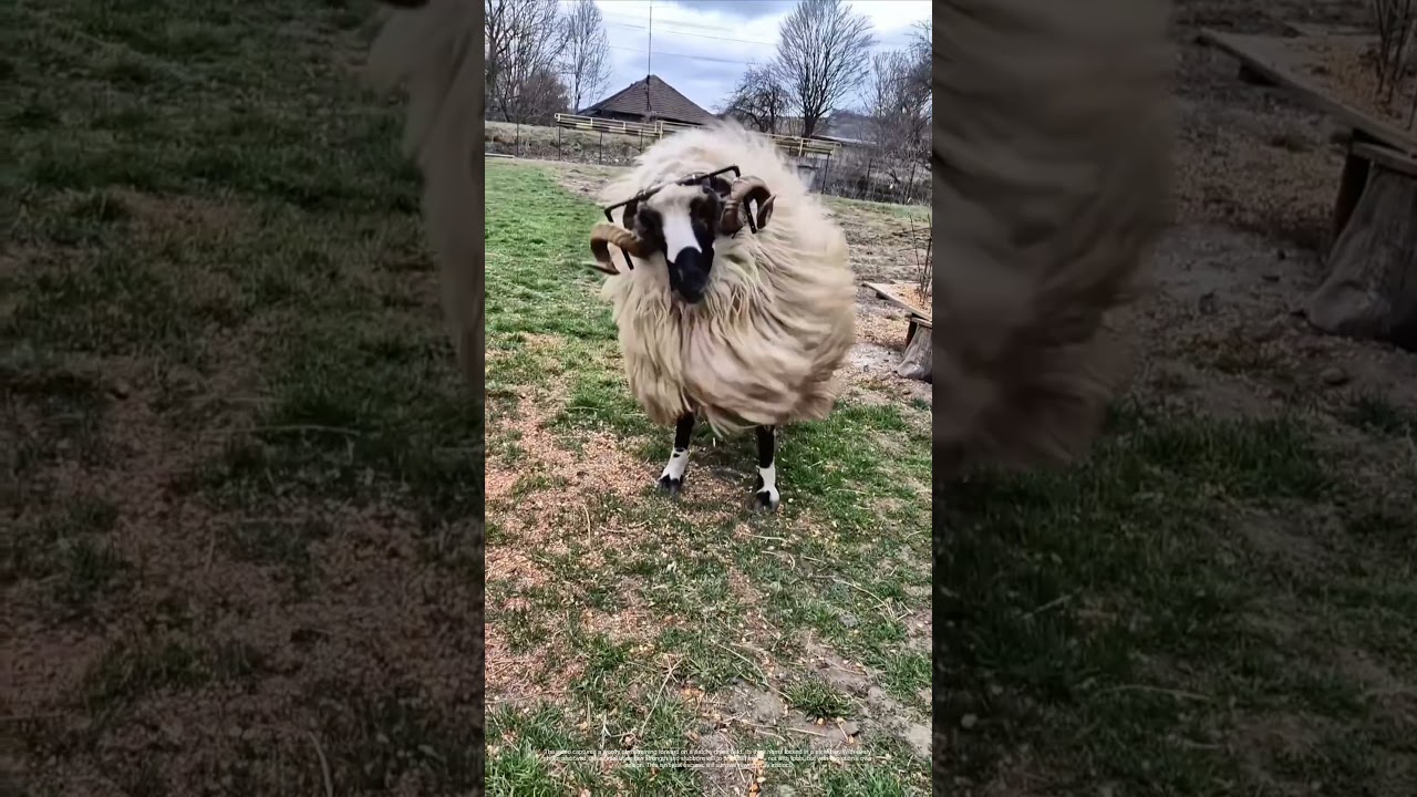 Rams Horn Rescue: How a Sheep Fights Metal with Instinct - YouTube