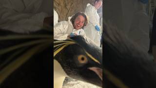 Fall in love with Rockhopper Penguins #shorts