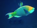 Maldives Fish Species