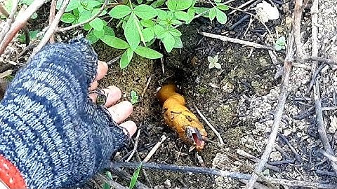 Câu lươn.những con lươn ruộng ở vùng đất mới tập175//Eels. Eel fields in new lands