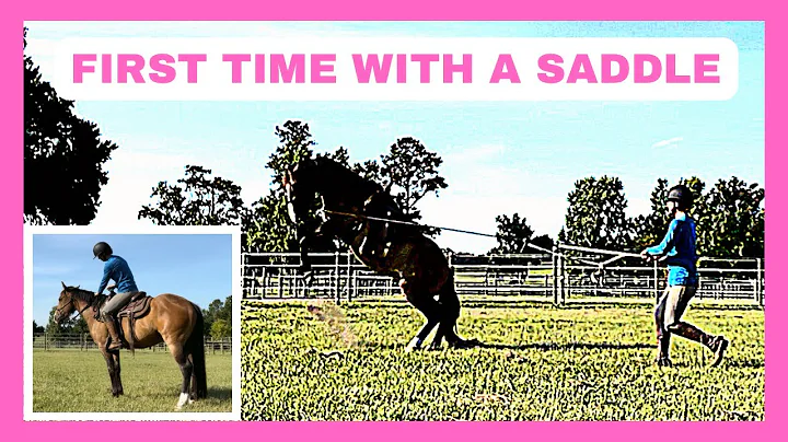 First time with a saddle for Alodar the mustang