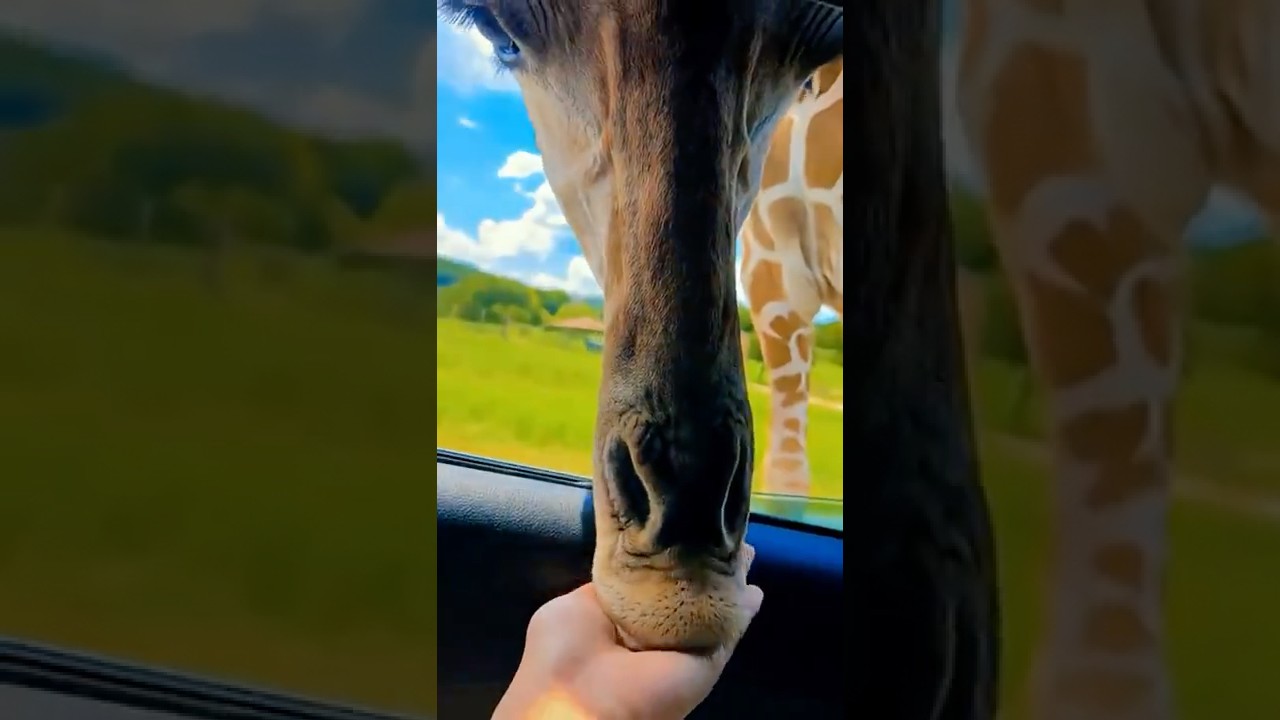 Fossil Rim Wildlife Center | Family Safari Adventure|| 