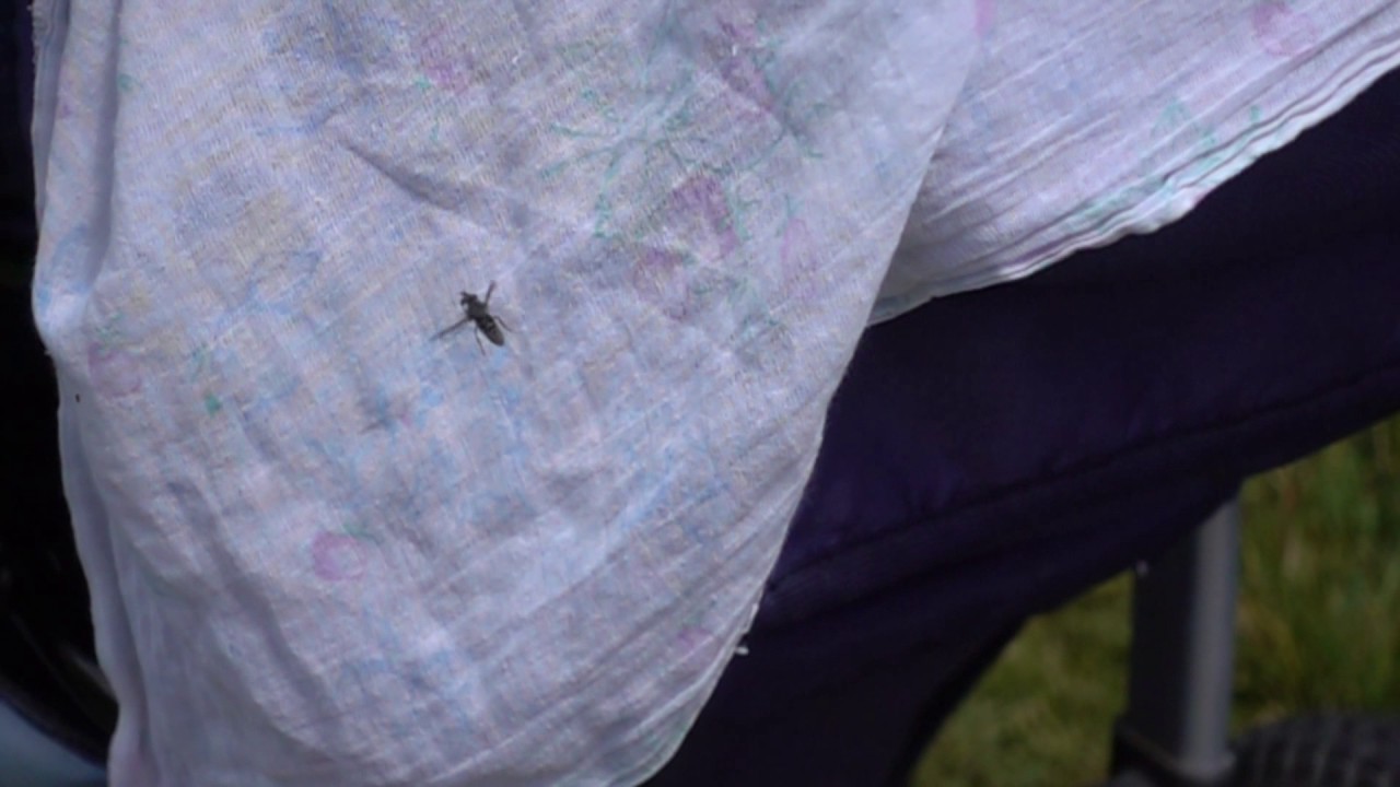 Sony RX-100 V (RX100M5), режим HFR (High frame rate)