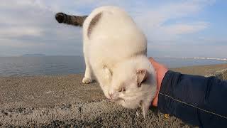 防波堤にいた野良猫をナデナデするとゴロゴロと喉を鳴らして喜んだ
