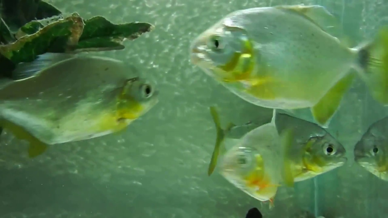 Pygopristis denticulata