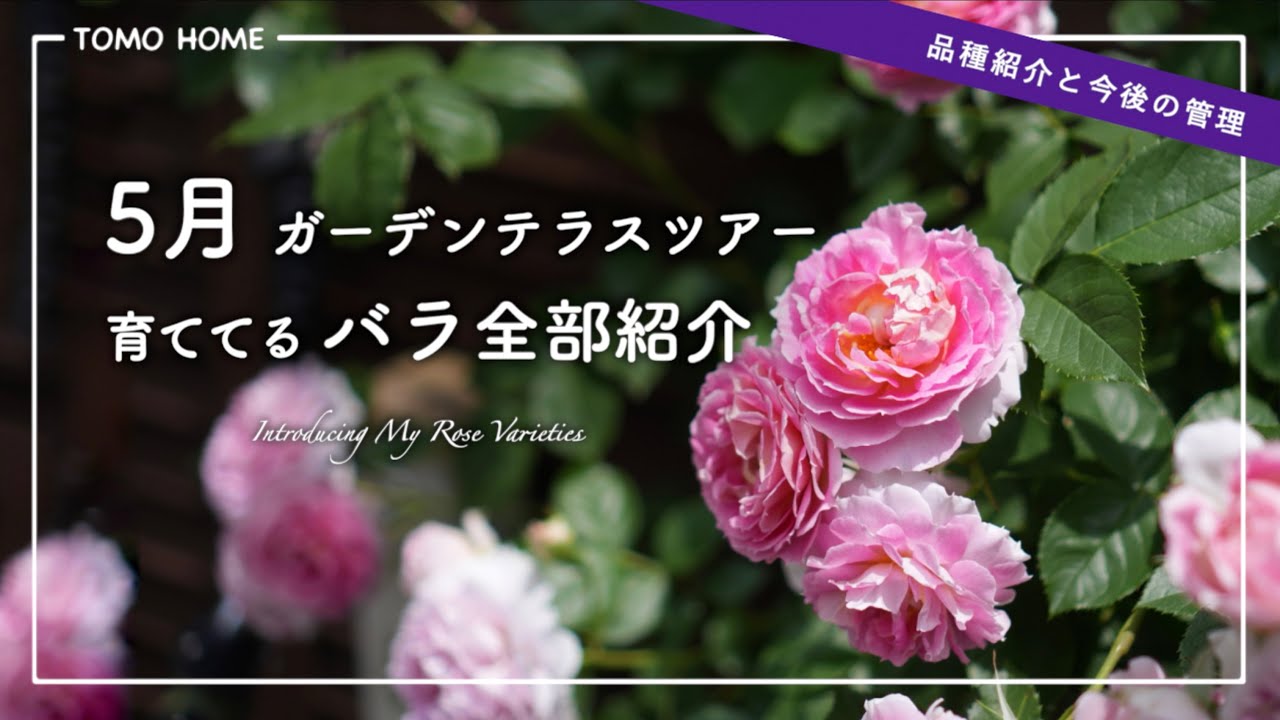 Disease resistant!] Introducing all the roses I'm growing and tips
