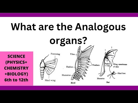 analogous organs essay