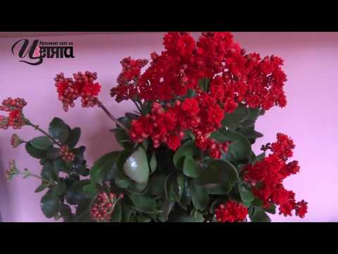 Видео: Haworthia райета (29 снимки): грижа за цвете у дома, характеристики на цъфтеж и размножаване. Как да трансплантирам правилно?