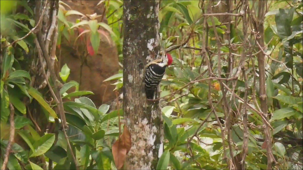 Stripe-breasted Woodpecker 