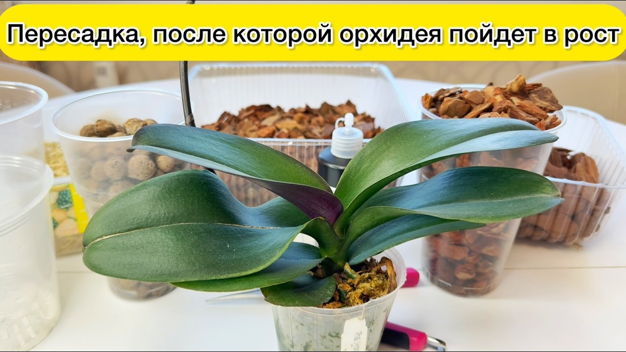 Пересадка орхидеи после которой орхидея пойдёт в рост