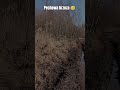 Pechowa brzoza #4x4 #automobile #mud #jeep #offroad #shorts