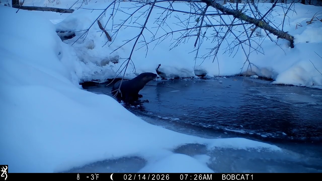 Activity at the ice lead 2-12-26 to 2-16-26