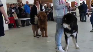 Тибетский мастиф. ВСЕПОРОДНАЯ ВЫСТАВКА СОБАК г.ТОЛЬЯТТИ(14.02.16) Тибетский мастиф. ВСЕПОРОДНАЯ ВЫСТАВКА СОБАК г.ТОЛЬЯТТИ(14.02.16)