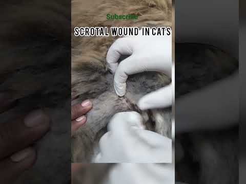Video: Bite-Wound Abscesses hos katter