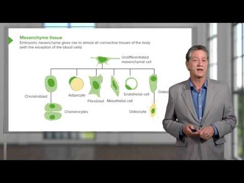 Histologie : T.conjonctif - Fibre & MEC