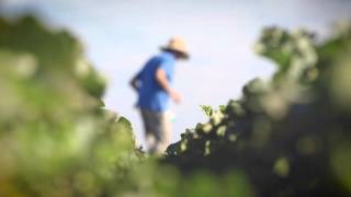 Seminis Breeders - Introducing Exciting Products