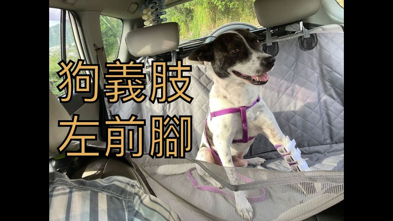 強生動物義肢 強生動物義肢