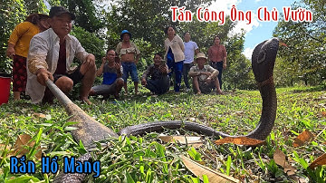 Đồng Tháp : Ông Chủ Vườn Sầu Riêng Xanh Cả Mặt Khi Bị Rắn Hổ Mang Quấy Rối | Mười Thương Săn Bắt