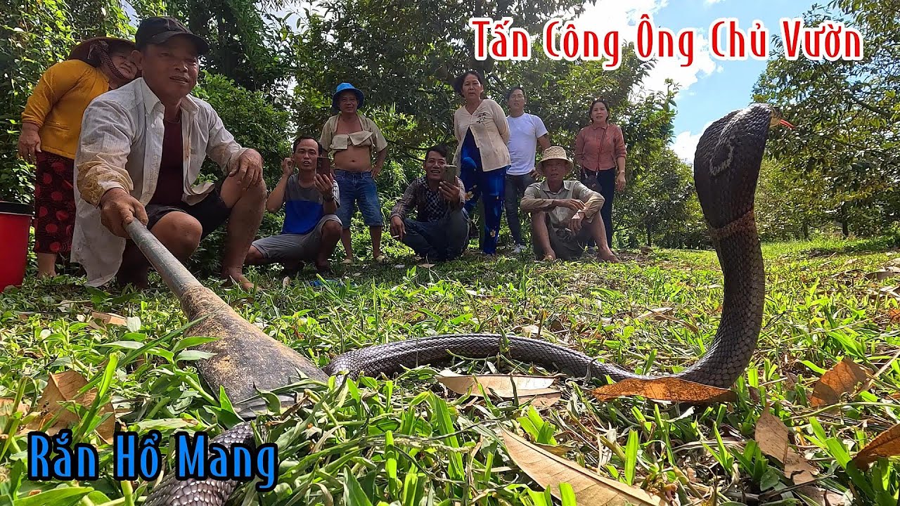 Đồng Tháp : Ông Chủ Vườn Sầu Riêng Xanh Cả Mặt Khi Bị Rắn Hổ Mang Quấy Rối | Mười Thương Săn Bắt