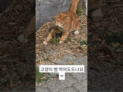 #고양이 #길고양이 #고양이쇼츠  #<strong>뱀</strong> #고양이와뱀  #shorts#으 #궁금한
