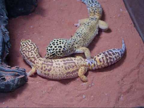 camera iphone 8 plus apk my leopard geckos, Saphira n Bruce matin