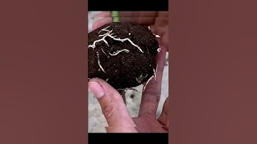 Air Layering Rose plant with a banana 🍌 - part 2