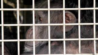 Save the Chimps 90 second psa
