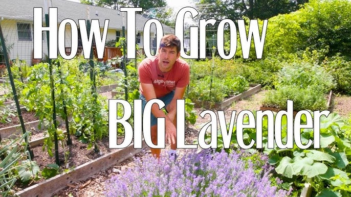 4 Easy Ways to Propagate Lavender Plants - A Step By Step Guide - Shiplap  and Shells