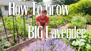 How To Grow Insane Amounts of Lavender Like A Pro