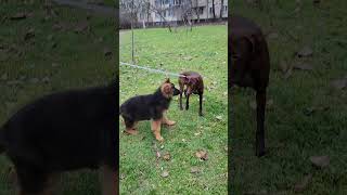 Let `s play! Longhaired German Shepherd puppies 3 months old. by МИЛЫЕ ПИТОМЦЫ CUTE PETS 1,187 views 4 months ago 1 minute, 2 seconds