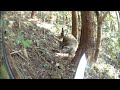 12 127kgヘビー級のオス猪