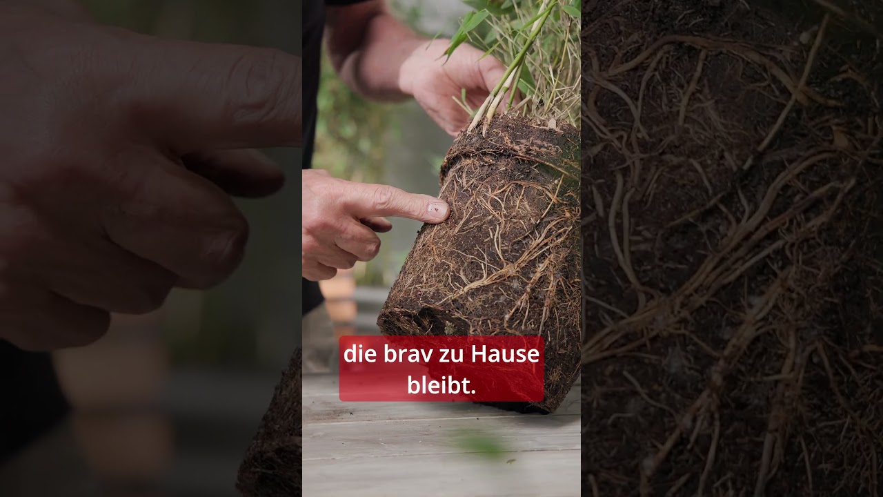 Planting bamboo: How to do it right | toom plant tips #shorts #planttip # toom #hardware store - YouTube