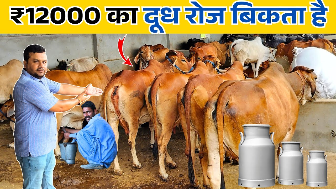देशी गाय से A2 Milk वाला Dairy Farm ✅💯 12000₹ का दूध रोज बिकता है || Dairy Farming Business Plan