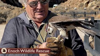 A little early training with the new falcon by Enoch Wildlife Rescue 2,584 views 1 month ago 7 minutes, 36 seconds