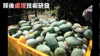 20130731 愛玉子新品種苗栗1號及苗栗2號