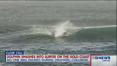 Incredible moment surfer is body slammed by leaping dolphin   Daily Mail Online