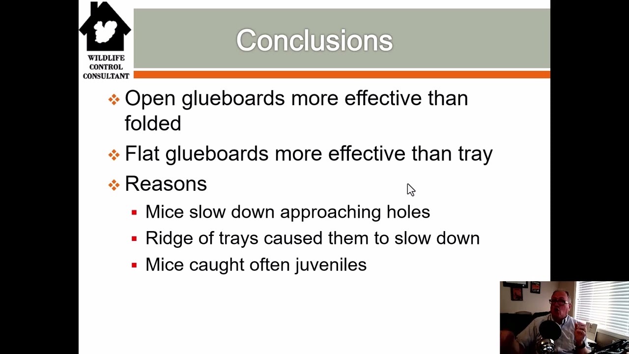 Which sticky trap style works the best to catch house mice?