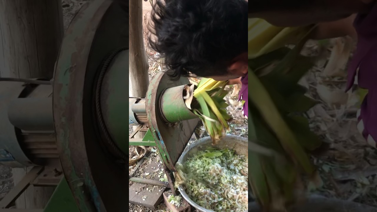 Wow banana cutting machine - Unbelievable banana chopper review 