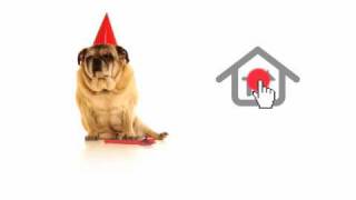 Avaak Vue - Good Boy