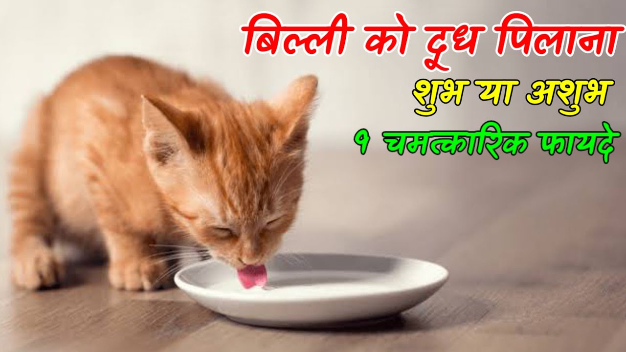 बिल्ली को दूध पिलाना शुभ अशुभ, दूध पिलाने के 9 चमत्कारिक फायदे billi ko dudh pilane se kya hota hai