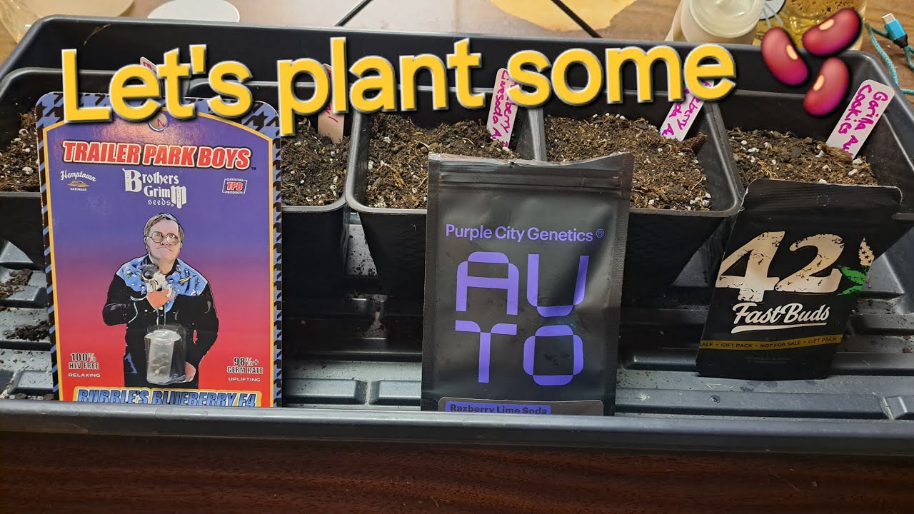 Planting Trailer Park Boys BUBBLES BLUEBERRY F4 from Brothers Grimm Seeds and a couple AUTO Flower!!
