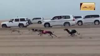 Dogs Race with Cars in desert || Really Amazing screenshot 1