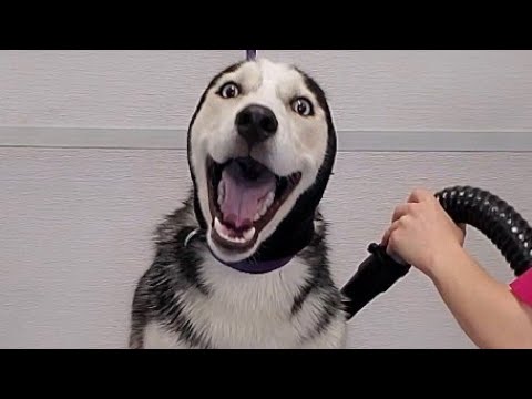 Hilarious dramatic Husky throws a temper tantrum
