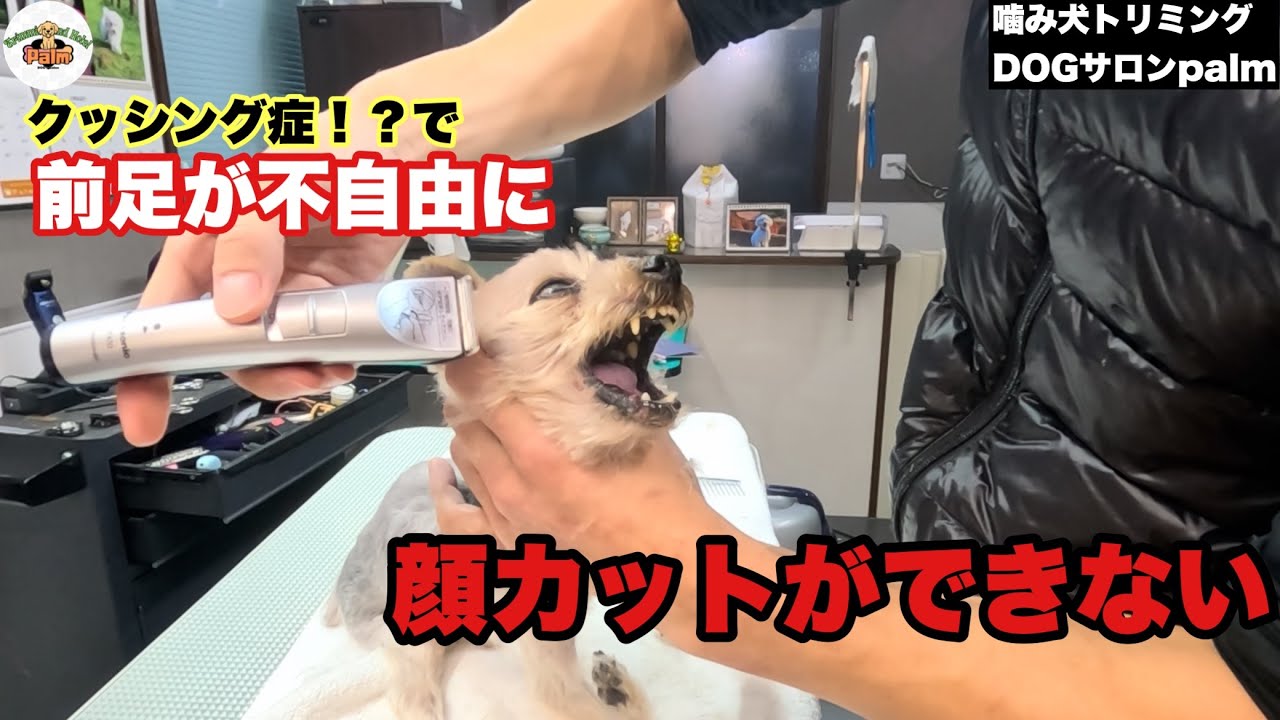 【初来店】14歳のヨーキーがクッシング症と噛み犬に！？