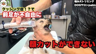 【初来店】14歳のヨーキーがクッシング症と噛み犬に!?