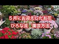 【5月31日のお庭】5月にお迎えしたお花 私の園芸方法