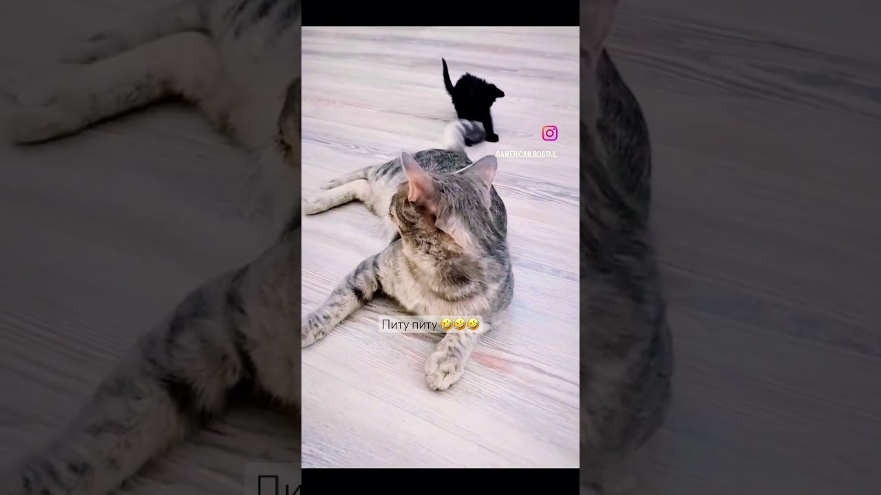 Питу питу 🤣🐾🐈‍⬛ 