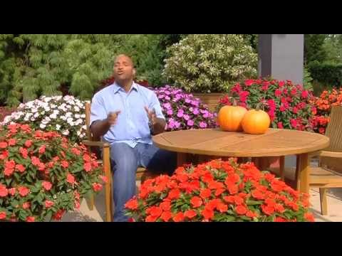 Cottage Farms Direct Sunpatiens A Better Value For Your Dollar