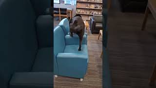 Eddie Detection Dog Keeping Libraries Safe From Bed Bug Infestations | Orkin Canada