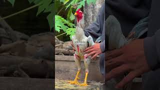 Penghobi Ayam  shorts chicken rooster story viral